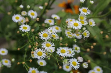 Küçük beyaz papatya benzeri çiçeklerin yakın çekimi, Erigeron Annuus, yıllık pire olarak da bilinir. Bu narin yaz çiçekleri sarı merkezleri barındırır ve yeşil yapraklara karşı güzel kümeler halinde büyür.