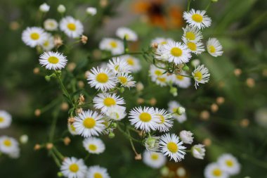 Küçük beyaz Erigeron Annuus çiçeklerinden oluşan güzel bir makro. Yumuşak odaklı arka plan, narin taç yaprakları ve sarı merkezleri vurguluyor.