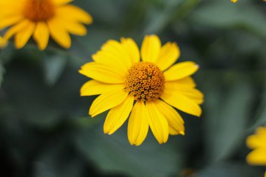 Sahte ayçiçeği olarak da bilinen parlak sarı bir Heliopsis çiçeğinin yakın çekimi. Altından taç yaprakları ve yumuşak yeşil arka planda dokulu bir ortası var. Yaz bahçesi temaları için mükemmel