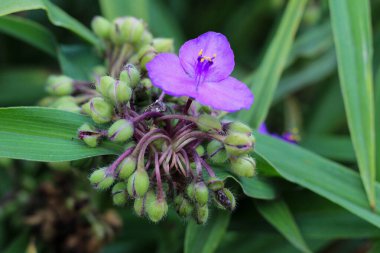 Mor bir örümceğin (Tradescantia) yakın çekimi yeşil tomurcuk kümeleri arasında çiçek açar. Canlı yeşil yapraklarla doğal bir bahçe ortamında yakalanmış çok güzel bir bitki.