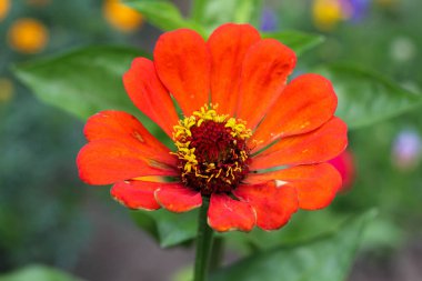 Turuncu bir Zinnia çiçeğinin çarpıcı yakın çekimi. Canlı taç yaprakları ve yumuşak yeşil bahçe arka planına karşı detaylı bir altın merkezi var. Yaz doğa temaları için mükemmel.