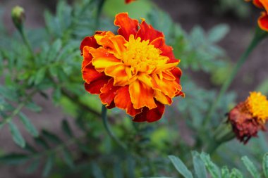 Parlak bir Fransız Marigold 'unun (Tagetes) yakın çekimi. Özellikler, yeşil yapraklara karşı sarı merkezli turuncu ve kırmızı yaprakları dalgaladı. Botanik, bahçe ve doğa temalı tasarımlar için mükemmel.