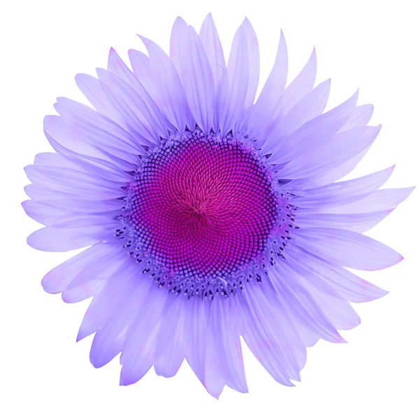 Parlak bir gökyüzünde açan çiçekler, beyaz arka planda taze ayçiçeği fantezisi.