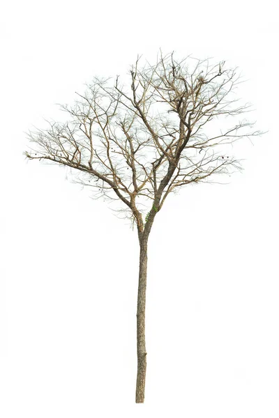Κλάδος Του Παλιού Δέντρου Μονοπάτι Αποκοπής Απομονωμένο Λευκό Φόντο — Φωτογραφία Αρχείου