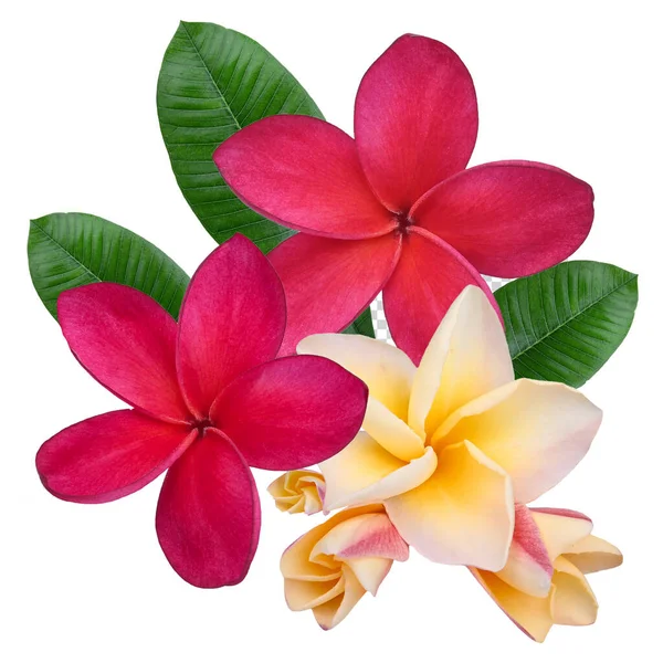 Plumeria, frangipani çiçekleri kırmızı, sarı, pembe beyaz arka planda izole edilmiş.. 