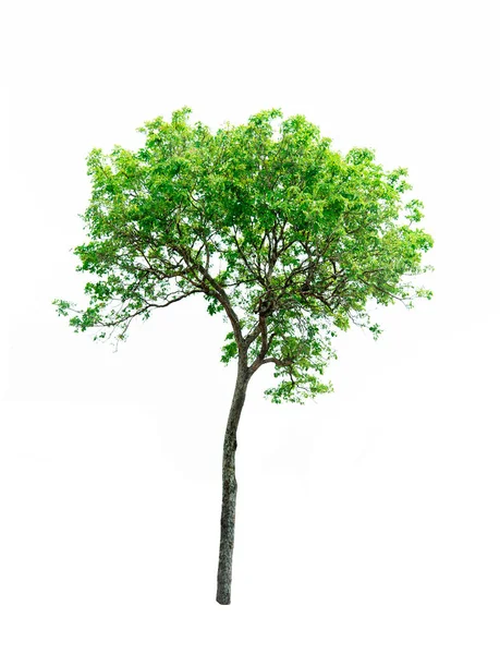 Πράσινο Δέντρο Απομονωμένο Λευκό Φόντο Αυτό Έχει Χαράξει Μονοπάτι — Φωτογραφία Αρχείου