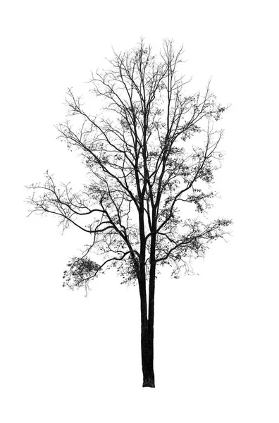 Άφυλλα Δέντρα Σκοτάδι Αφήνοντας Μια Απόκοσμη Σκηνή Σιλουέτα Τρομακτικό Αποκριάτικο — Φωτογραφία Αρχείου