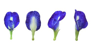 4 güzel kelebek bezelye çiçeği seti beyaz arka plan.