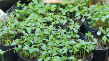 Evin dışındaki açık alanlarda bitkileri sulamak...  