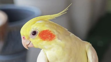 Güzel sarı papağan yakın plan fotoğrafı.