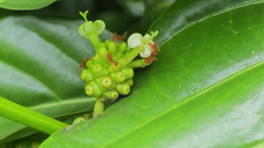 Kırmızı karıncalar yeşil noni meyvesine tırmanıyor..