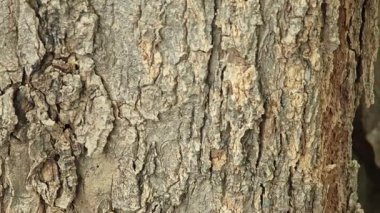 Ağaç kabuğu kabuğu soyulmaya başlar, ağacın doğal dokusunu ve yaşını gösterir..