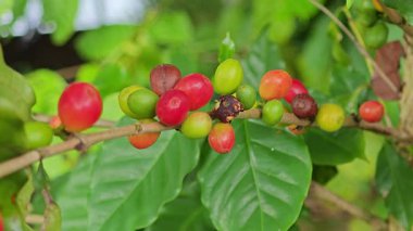 Kahve ağacının dalında yetişen taze kırmızı ve kurutulmuş kahverengi kirazlar..
