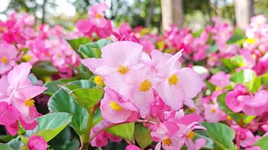 Bahçedeki güzel pembe begonya çiçeği.