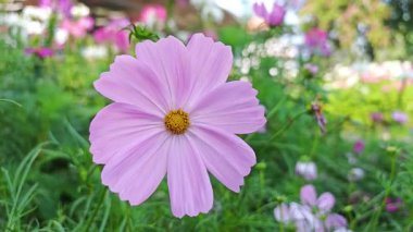  Güzel kozmos çiçekleri canlı bir bahçede çiçek açıyor..