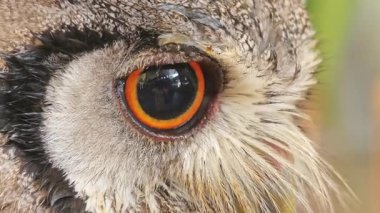 Kocaman yuvarlak gözlü sevimli bir baykuş etrafına bakıyor ve başını çeviriyor.