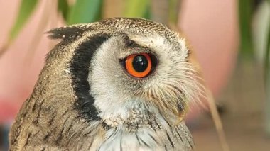 Büyük yuvarlak gözlü sevimli baykuş etrafına bakıyor ve başını çeviriyor.