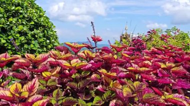  Çiçek tarlasında kırmızı koleus, güzel bir gökyüzü altında canlı ve ferahlatıcı..