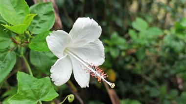 Nazikçe sallanan beyaz bir amber çiçeği yemyeşil yaprakların arasında..