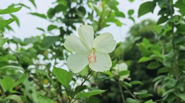  Güzel yapraklar. Taze beyaz amber çiçeği yavaşça yemyeşil sallanıyor..