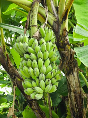 Büyük bir muz demeti, kırsal bir muz bahçesinde parlak yeşil.