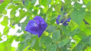   Güzel mor kelebek bezelye çiçekleri canlı bir bahçede usulca sallanıyor..