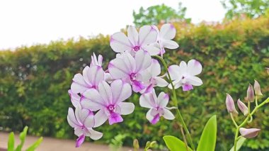 Güzel beyaz ve pembe orkideler, büyük ağaçların altındaki yemyeşil bir bahçede canlı bir şekilde çiçek açarlar..