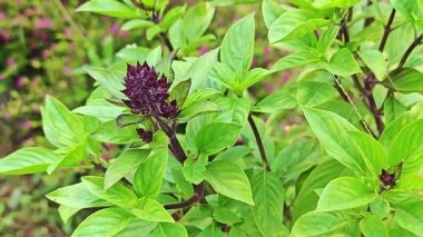 Fesleğen, Tayland 'ın popüler bir bitkisidir. Doğal ve yaygın olarak çeşitli yemeklerin tadını arttırmak için kullanılır..