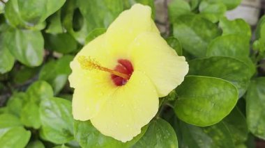 Canlı sarı bir amber çiçeği, su damlacıklarıyla süslenmiş, yumuşak rüzgarda hafifçe salınan.