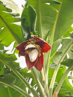A vibrant, well-formed banana blossom on a thriving banana tree, soon to develop into a bunch of bananas.