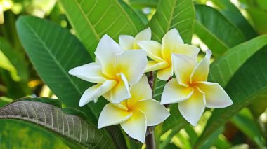 Beyaz ve sarı frangipani (plumeria) çiçeklerinin doğal, klasik bir çekimi. Zarif güzelliklerini açık havada sergiliyorlar..
