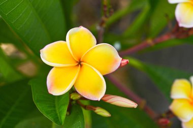 Canlı turuncu plumeria (frangipani) çiçekleri, hem tomurcuklanan, yemyeşil yapraklı bir kümede büyüyen 