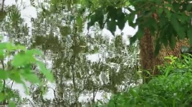 Su yüzeyindeki ağaç gölgelerinin doğal dalgalı yansımaları sakin ve sakin bir atmosfer yaratıyor..