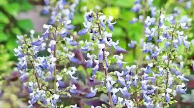 Mavi salvia çiçekleri canlı, ferahlatıcı bir tarlada açıyor yumuşak, yumuşak güneş ışığı altında..