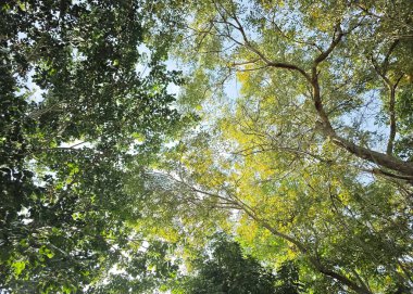 Geniş dalları ve açık gökyüzünün altında iki tonluk yeşil ve sarı yaprakları olan bir ağacın sanatsal görüntüsü.