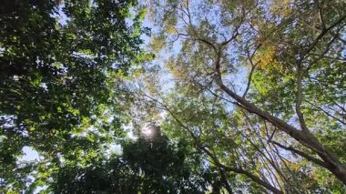 Yeşil orman gölgesinde güneş ışığı, sarı ağaç dalları, dinlenmek için barışçıl bir arka plan..