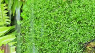 Bereketli yosunlar ve eğreltiotları tropikal bir ormanda çağlayan şelale suyunun yanında canlı bir şekilde büyür..