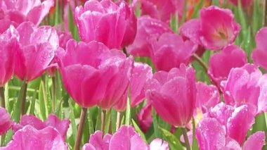 Çiçek açan bir bahçede çiğ damlalarıyla kaplı canlı pembe lalelerin yakın çekimi, taze bahar atmosferi, yumuşak doğal ışık, yüksek kaliteli 4K stok görüntüler..