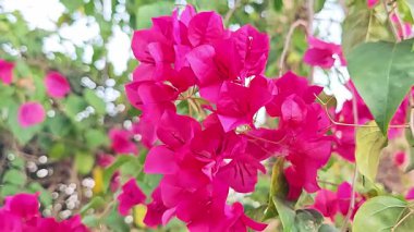 Canlı koyu pembe bougainvillea çiçeklerinin yakın çekim meltemde usulca hareket eden, tropikal bahçe manzarası.