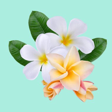 Plumeria, frangipani çiçekleri beyaz, sarı, pembe yeşil arka planda izole edilmiş..