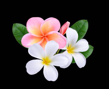 Pembe beyaz Plumeria, Frangipani çiçekleri arka planda izole edilmiş..