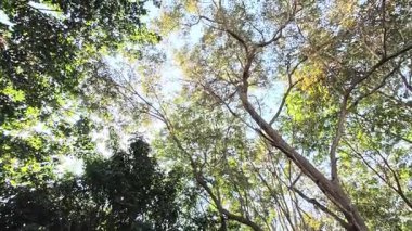 Kuvvetli fırtınalar ağaçları sallıyor ve yaprakları döküyor, doğal çevrede hareket eden yapraklar.