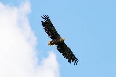 Beyaz Kuyruklu Kartal Haliaeetus albicilla