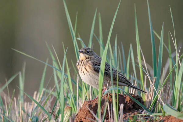 Pipit d'arbre Anthus trivialis assis sur le sol en herbe portrait. Mignon petit oiseau chanteur de prairie dans la faune. — Photo