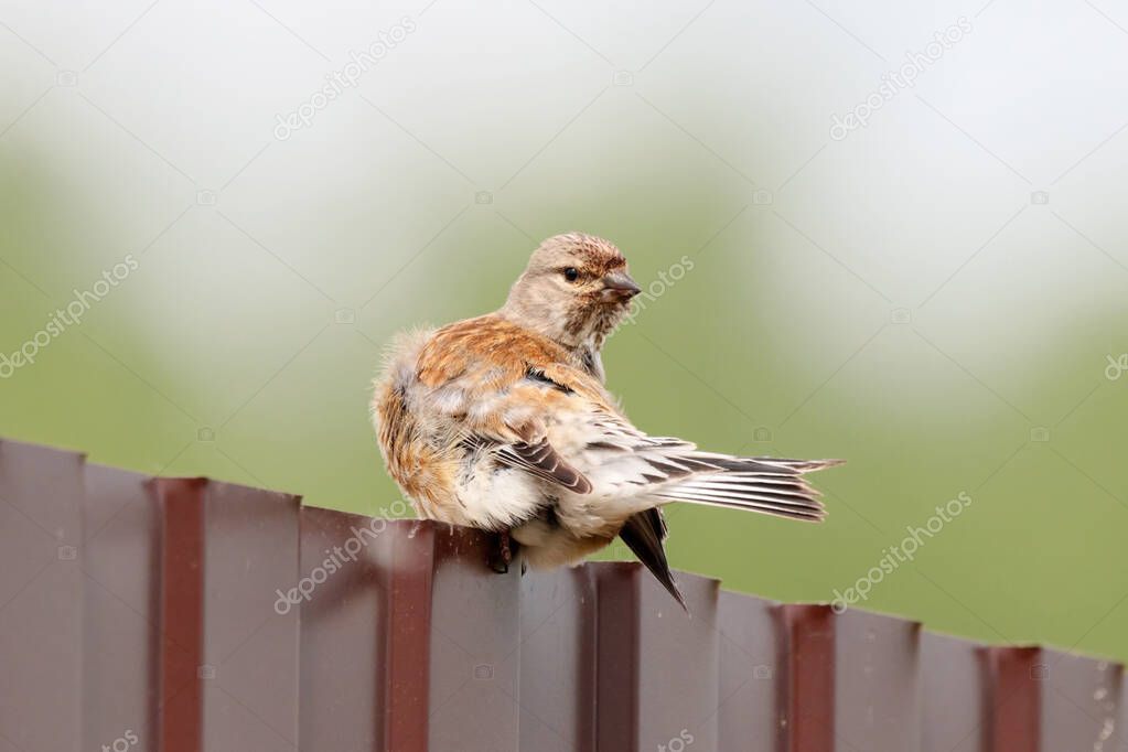 Common linnet linaria cannabina male sitting on fence cleaning feathers. Cute little brown finch songbird in wildlife.