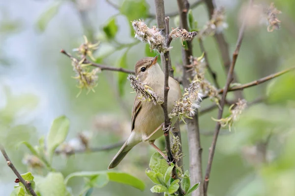 Paruline bottée iduna caligata — Photo