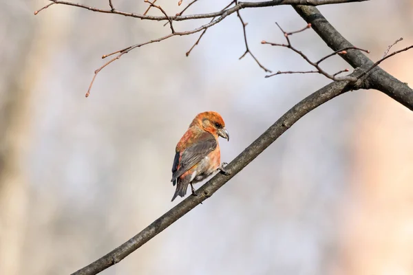 Bec-croisé commun rouge loxia curvirostra mâle assis sur la branche du buisson — Photo