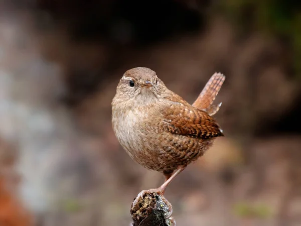 Eurasian wren troglodytes troglodytes portrait — Stock Photo, Image