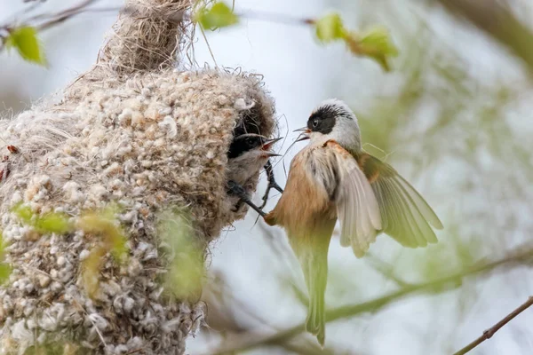 Eurasian penduline tit remiz pendulinus pair conflict during nest building — Photo