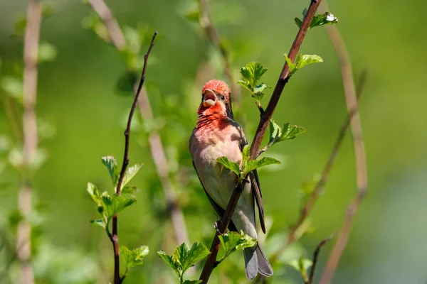 Common rosefinch Carpodacus erythrinus male — Stock Photo, Image